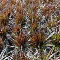 Dracaena Magenta