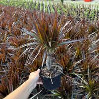 Dracaena Magenta