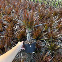 Dracaena Magenta