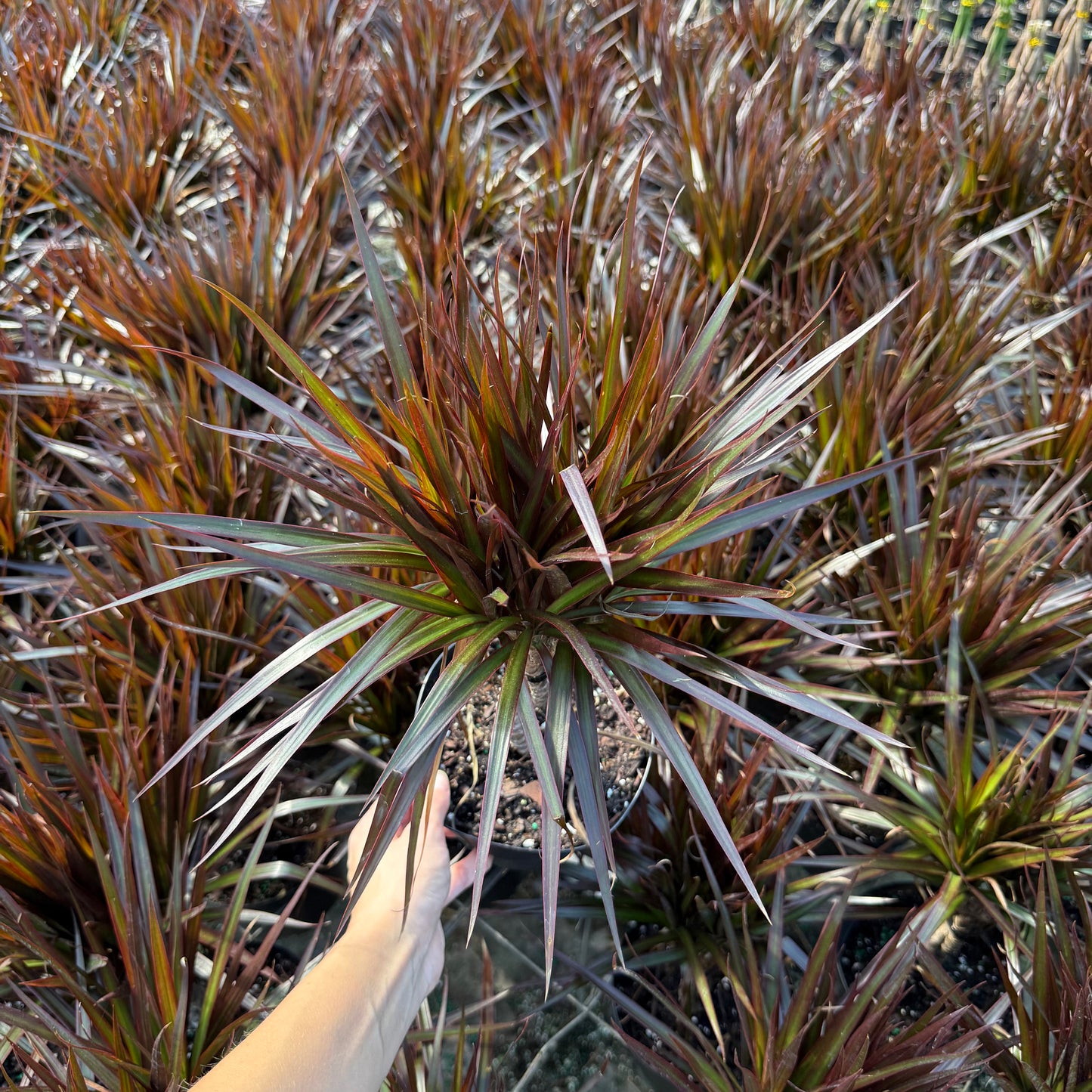 Dracaena Magenta