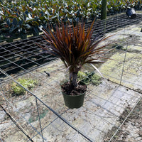 Dracaena Magenta