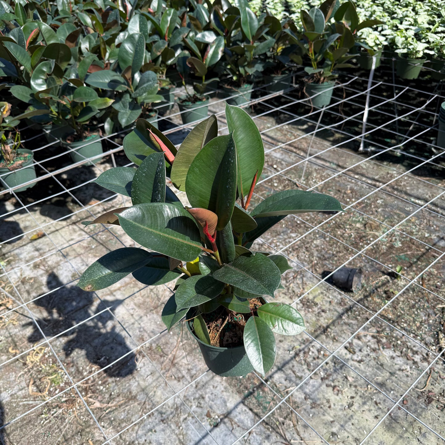 Ficus Robusta