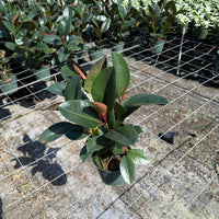 Ficus Robusta