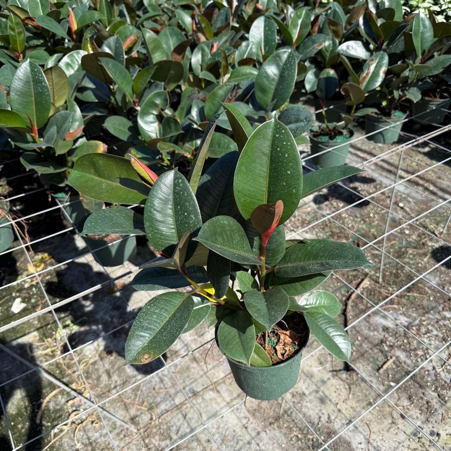 Ficus Robusta