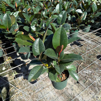 Ficus Robusta