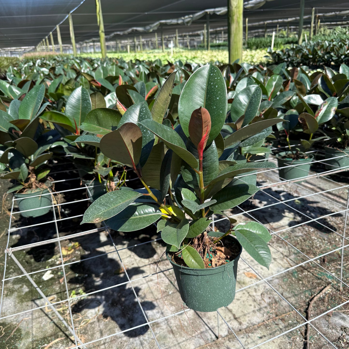 Ficus Robusta