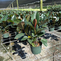 Ficus Robusta