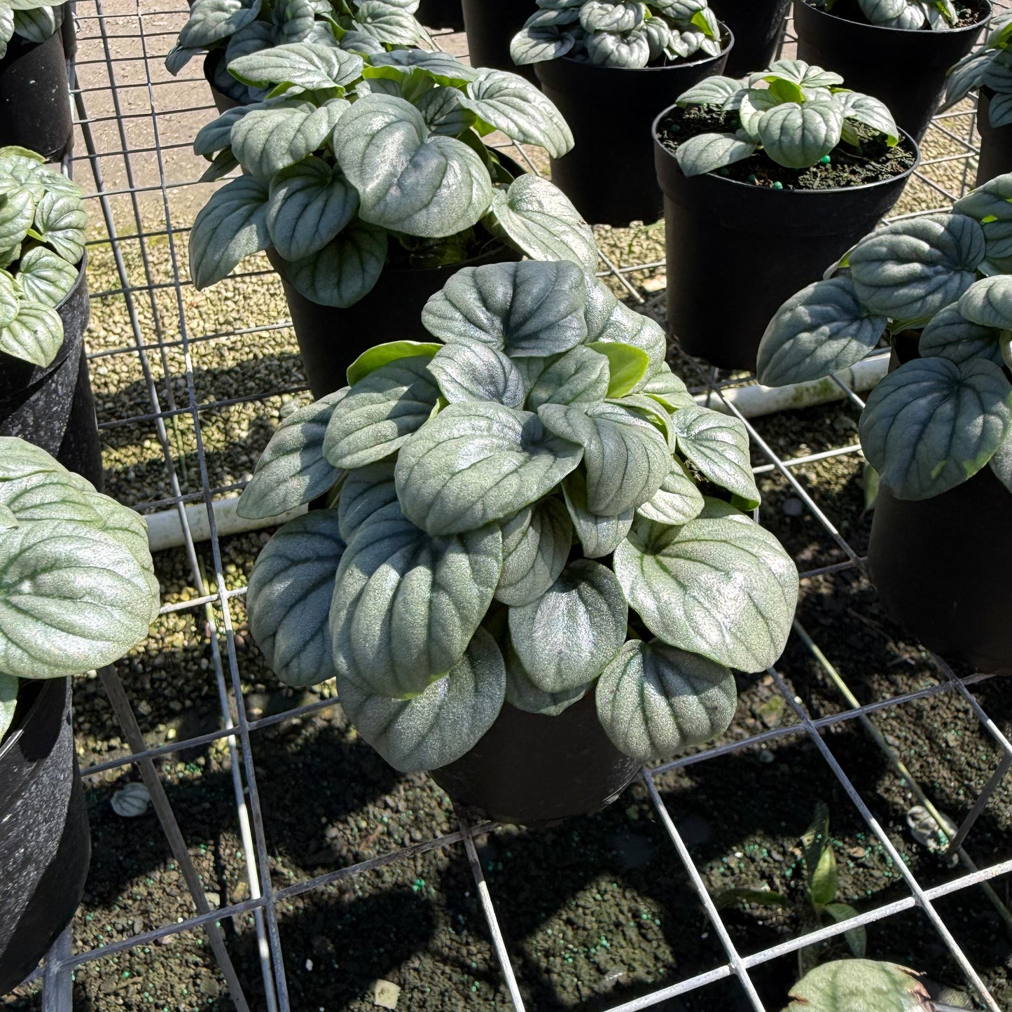 Peperomia Frost 4”