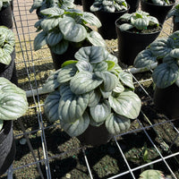 Peperomia Frost 4”