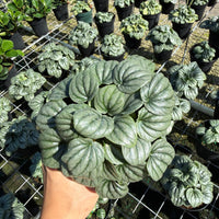 Peperomia Frost 4”