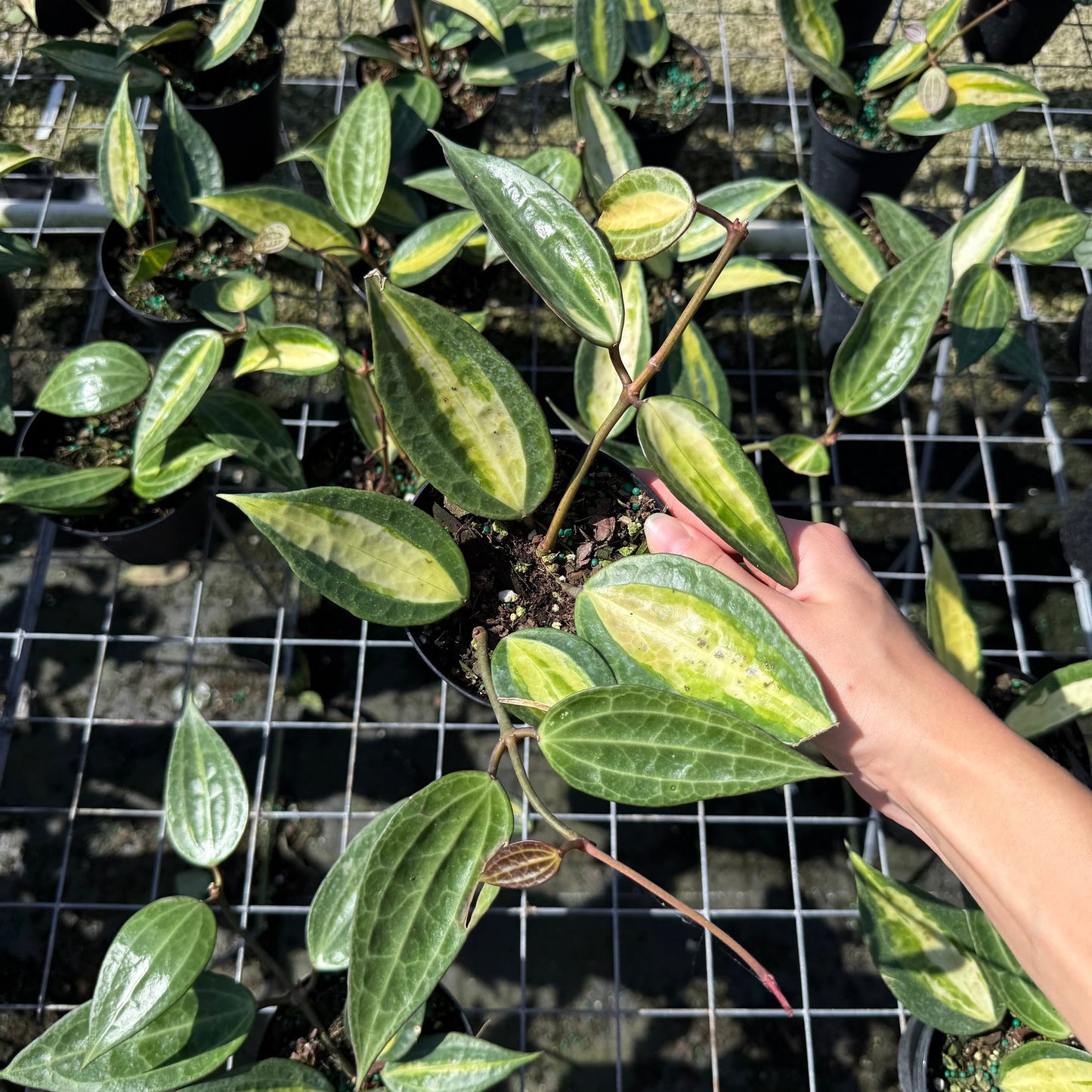 Hoya Pot of Gold 4”