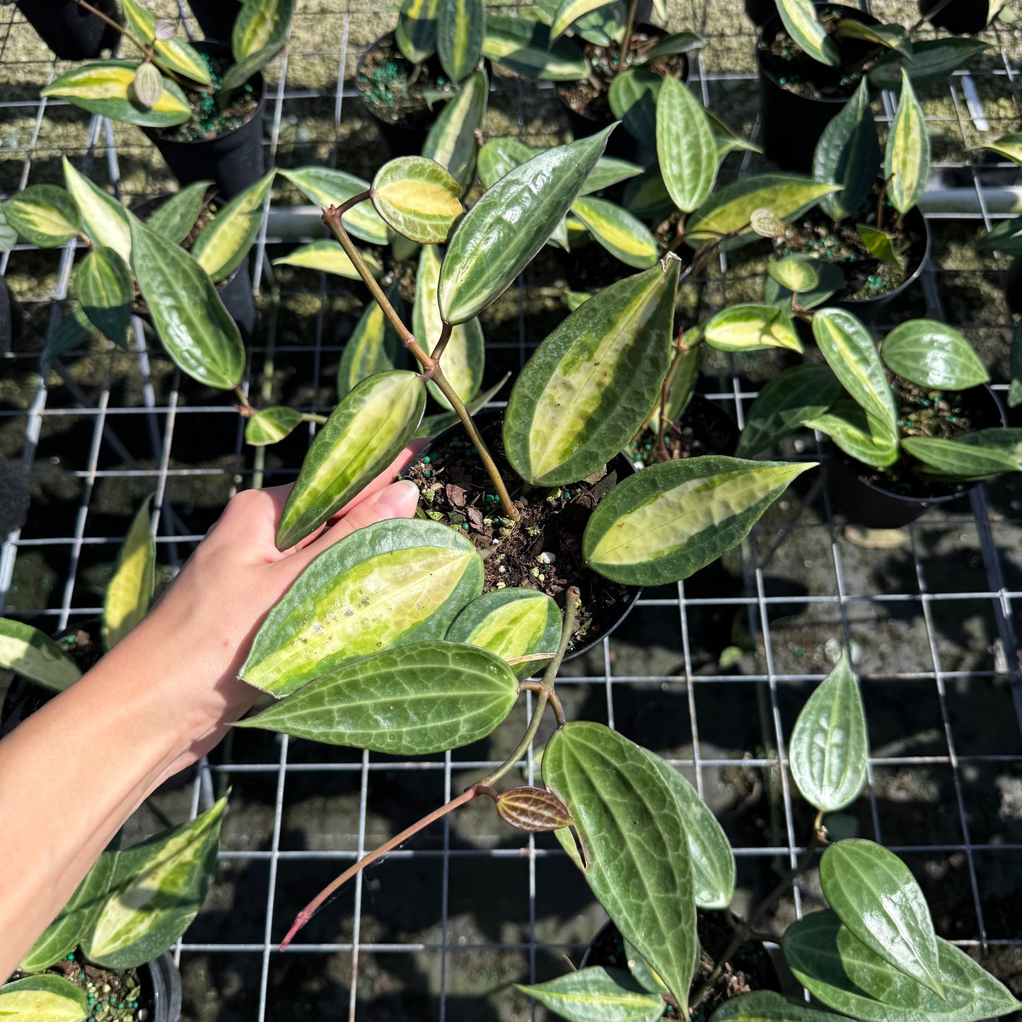 Hoya Pot of Gold 4”