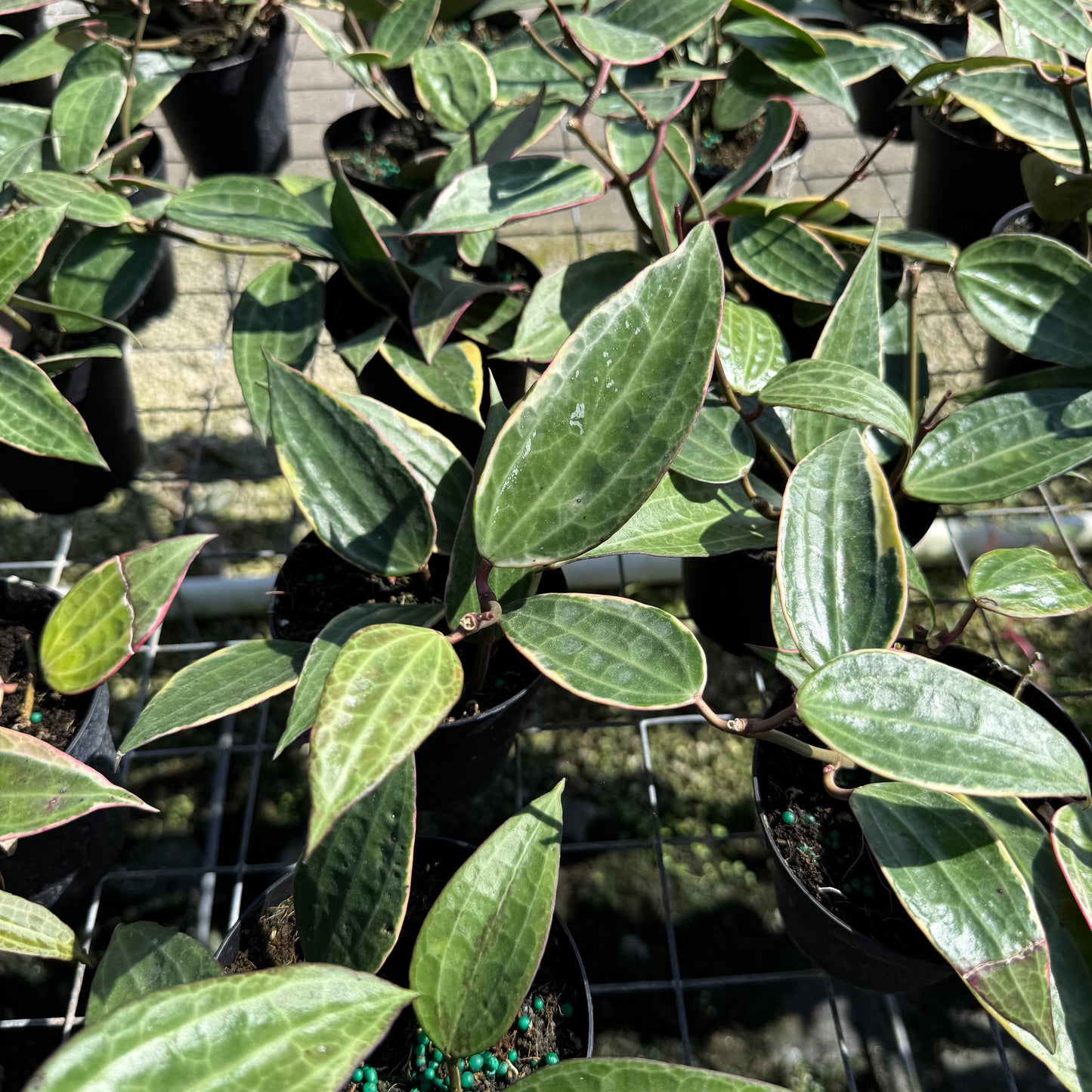 Hoya Macrophylla Variegata 4”