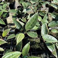 Hoya Macrophylla Variegata 4”