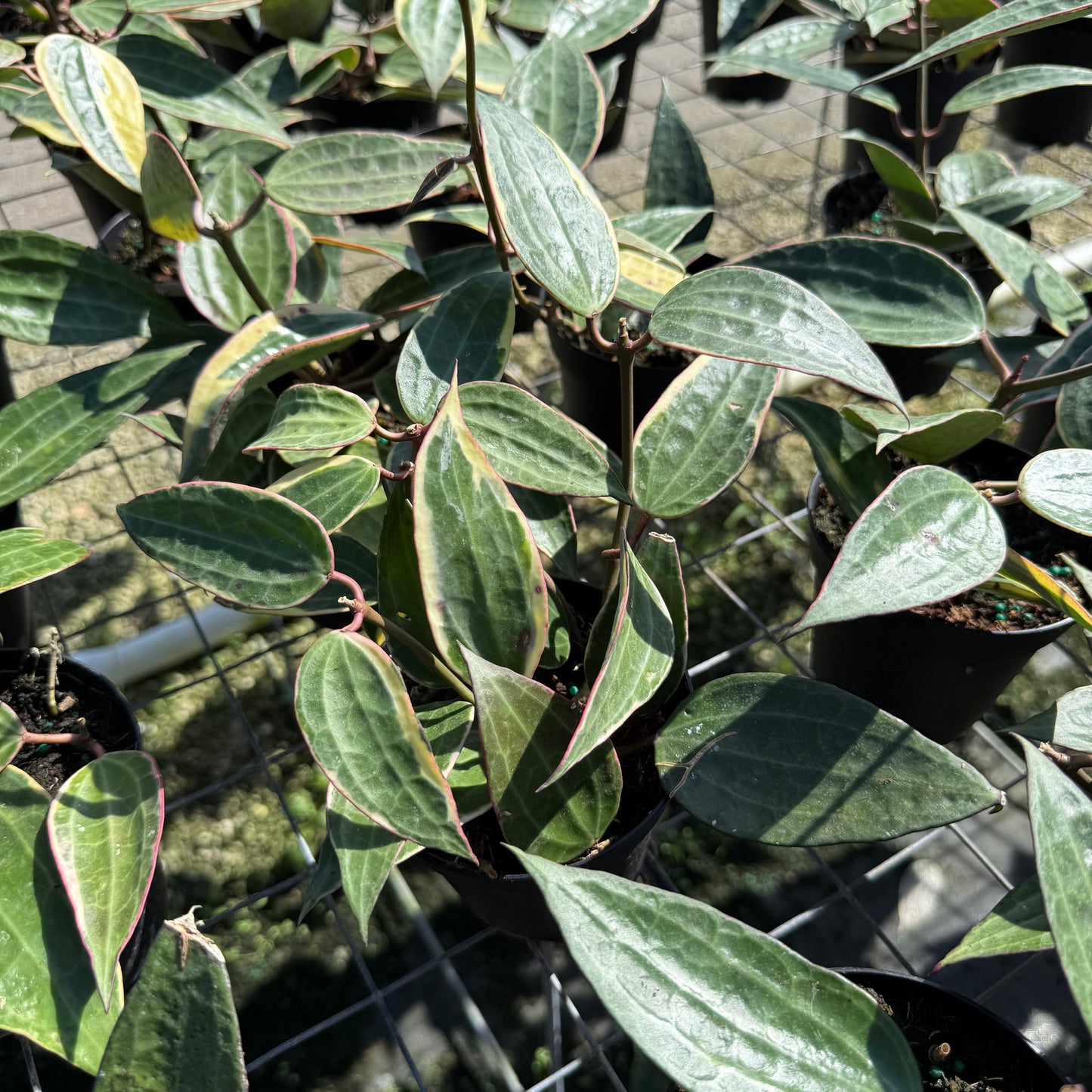 Hoya Macrophylla Variegata 4”