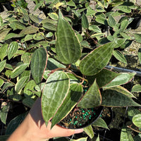 Hoya Macrophylla Variegata 4”