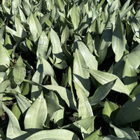 Sansevieria Moonshine