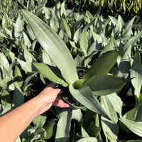 Sansevieria Moonshine