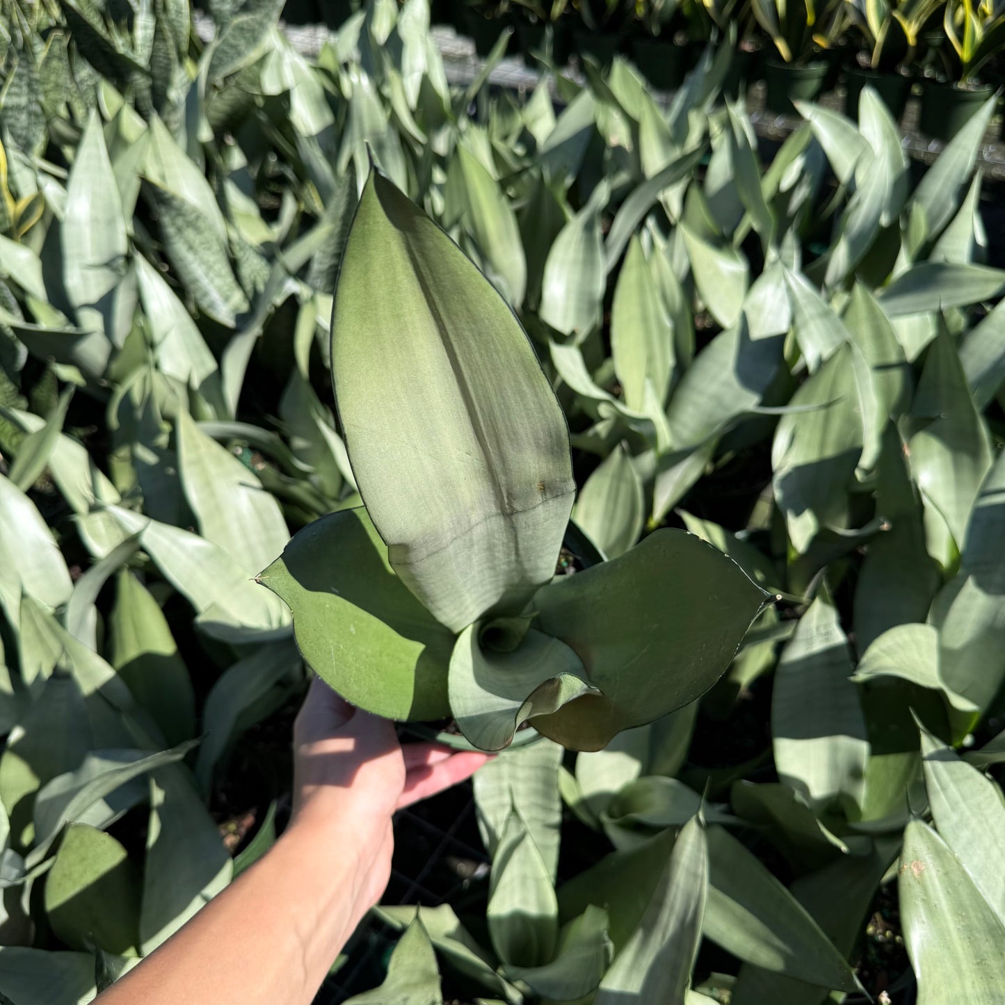 Sansevieria Moonshine