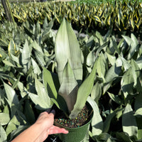 Sansevieria Moonshine