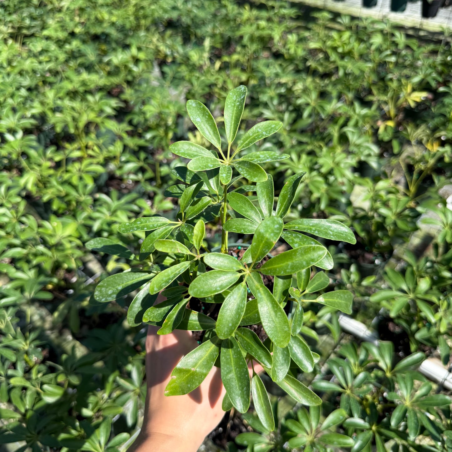 Schefflera Arboricola Mini