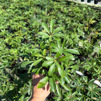 Schefflera Arboricola Mini
