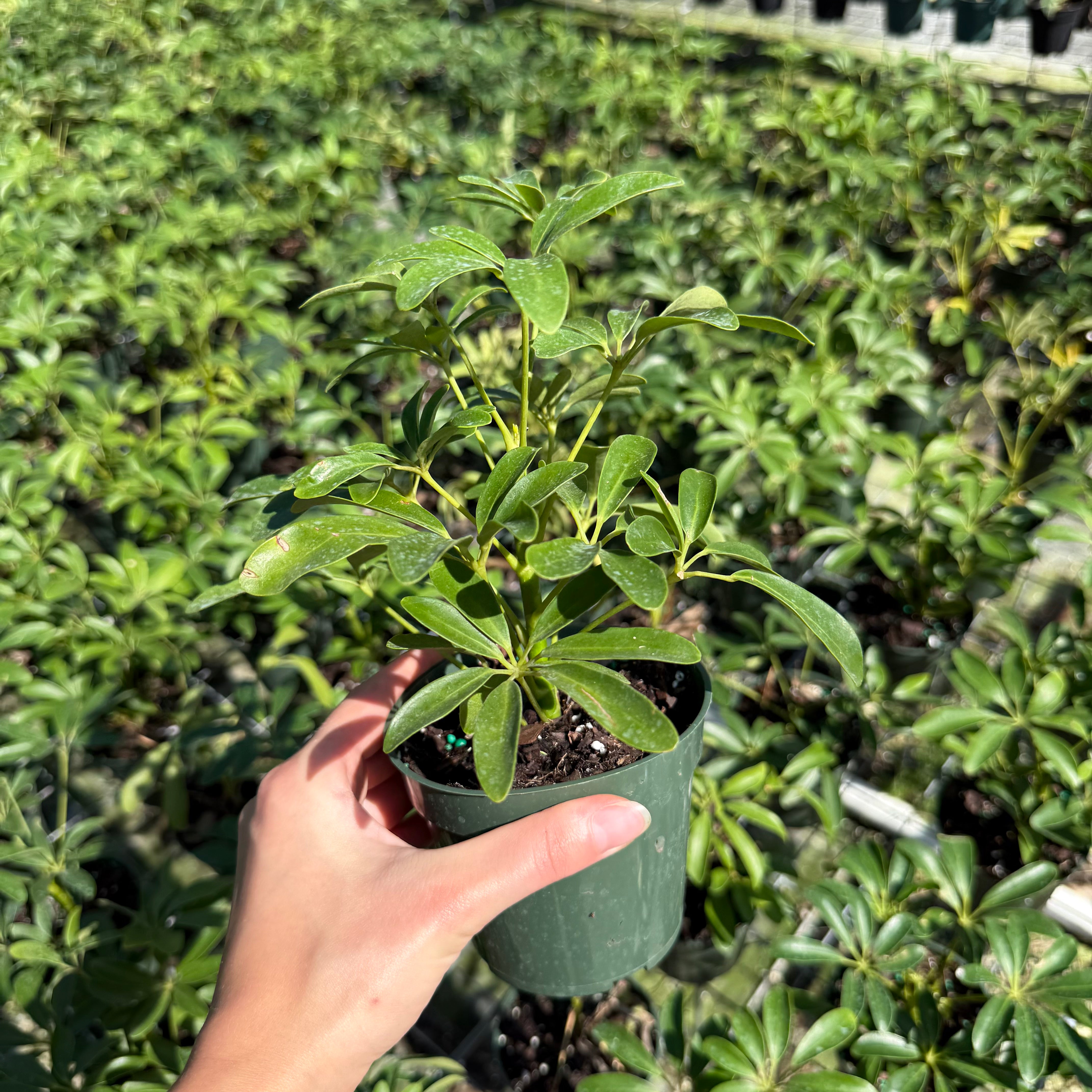 Schefflera Arboricola Mini  My Mega Garden