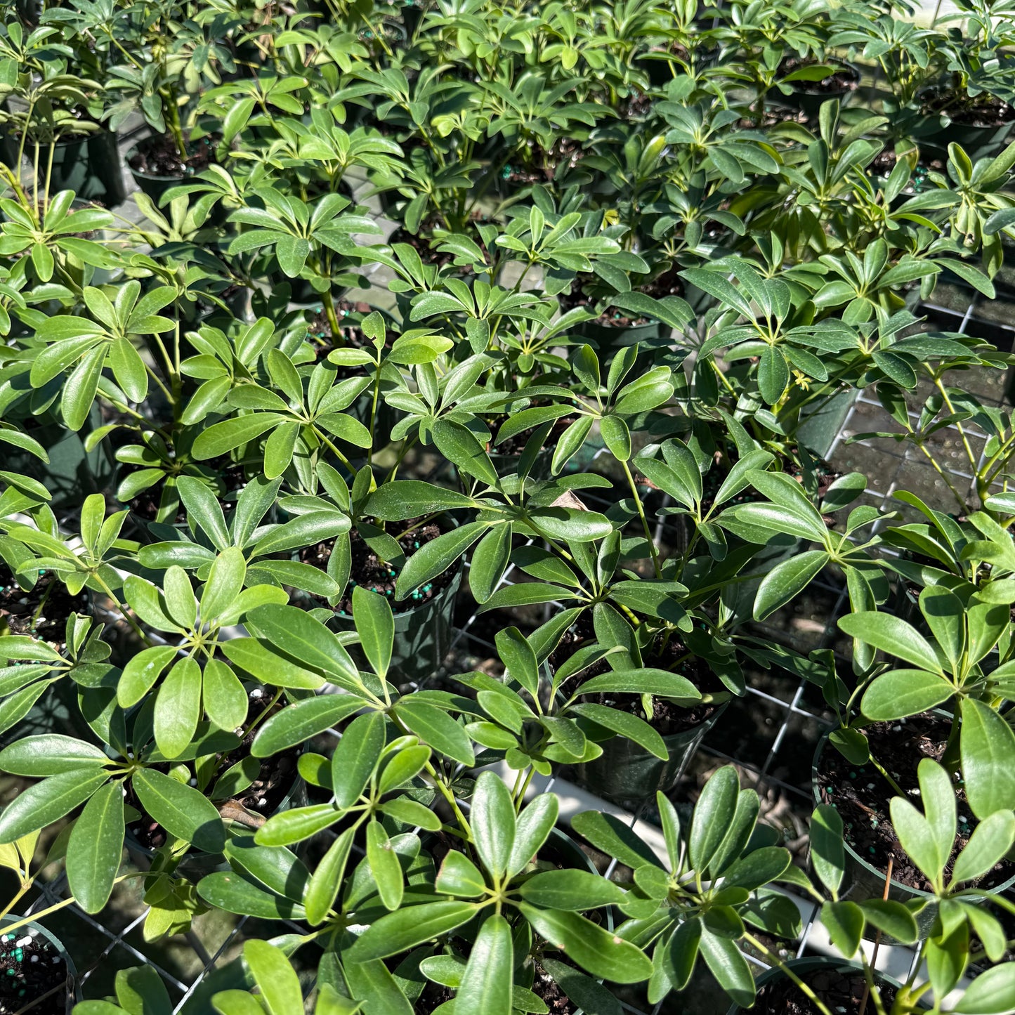 Schefflera Arboricola Mini