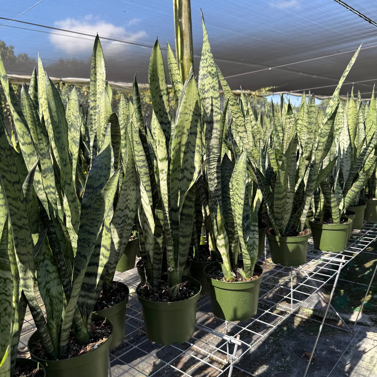 Sansevieria Zeylanica