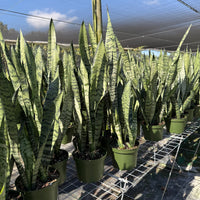Sansevieria Zeylanica