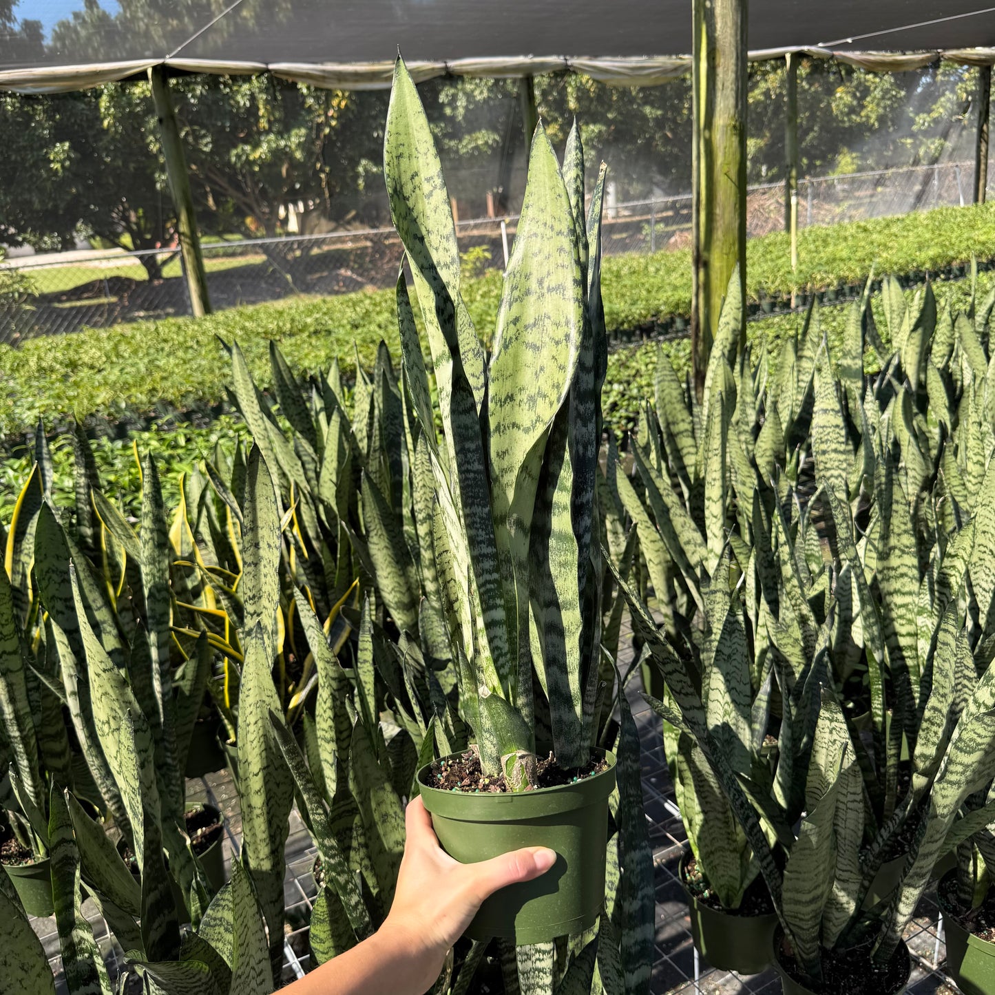 Sansevieria Zeylanica