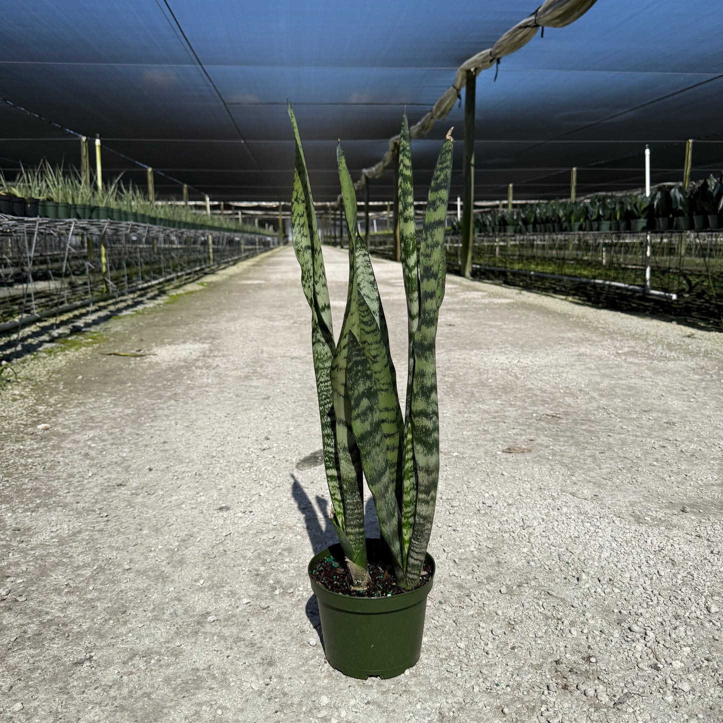 Sansevieria Zeylanica