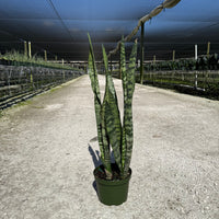 Sansevieria Zeylanica