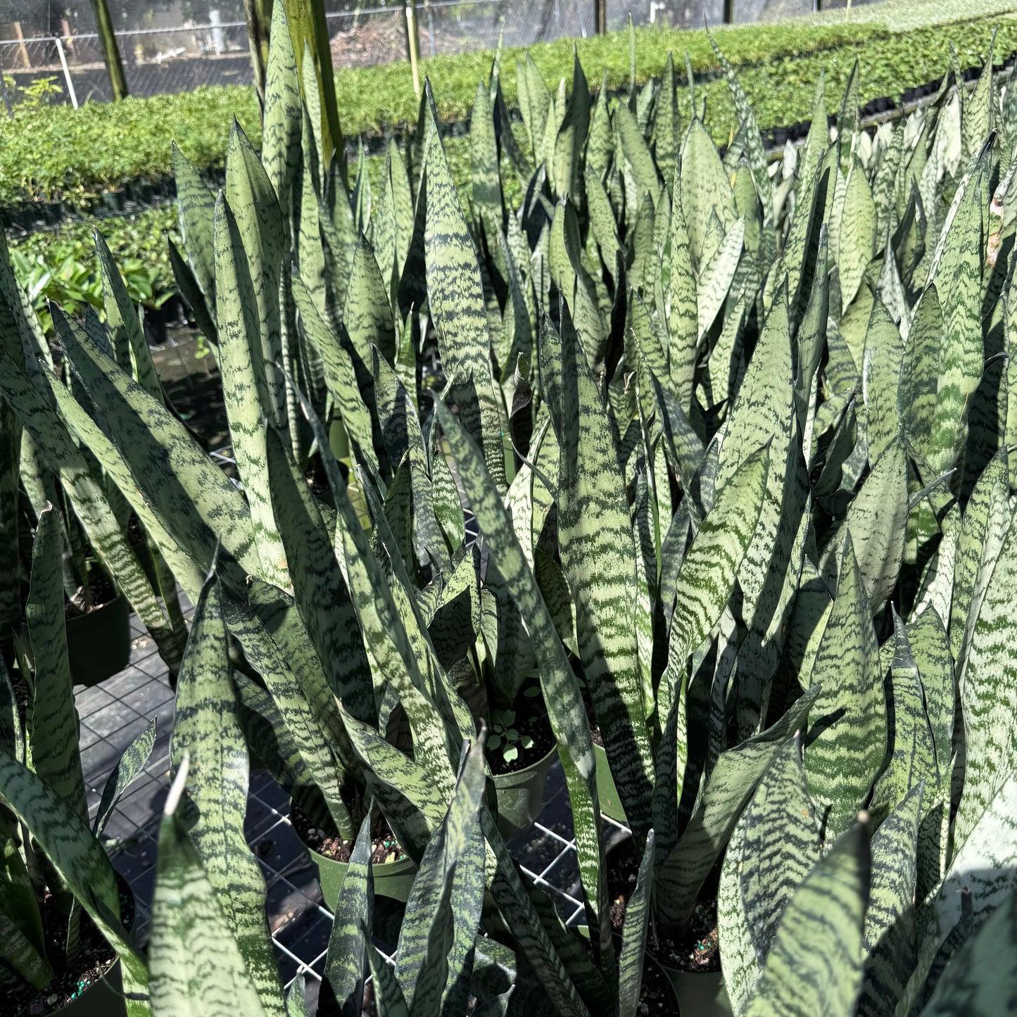 Sansevieria Zeylanica