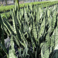 Sansevieria Zeylanica