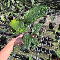 Monstera Peru