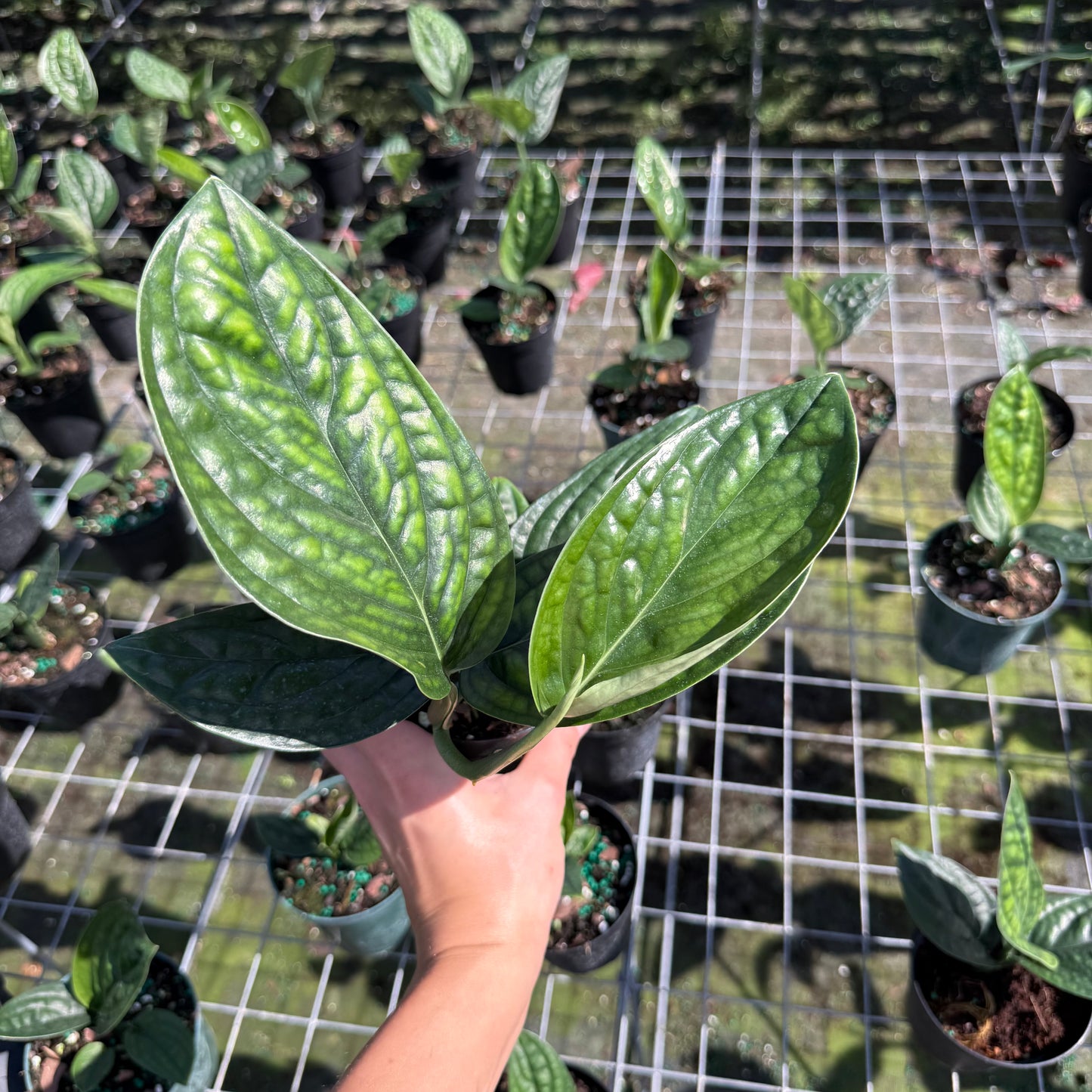 Monstera Peru