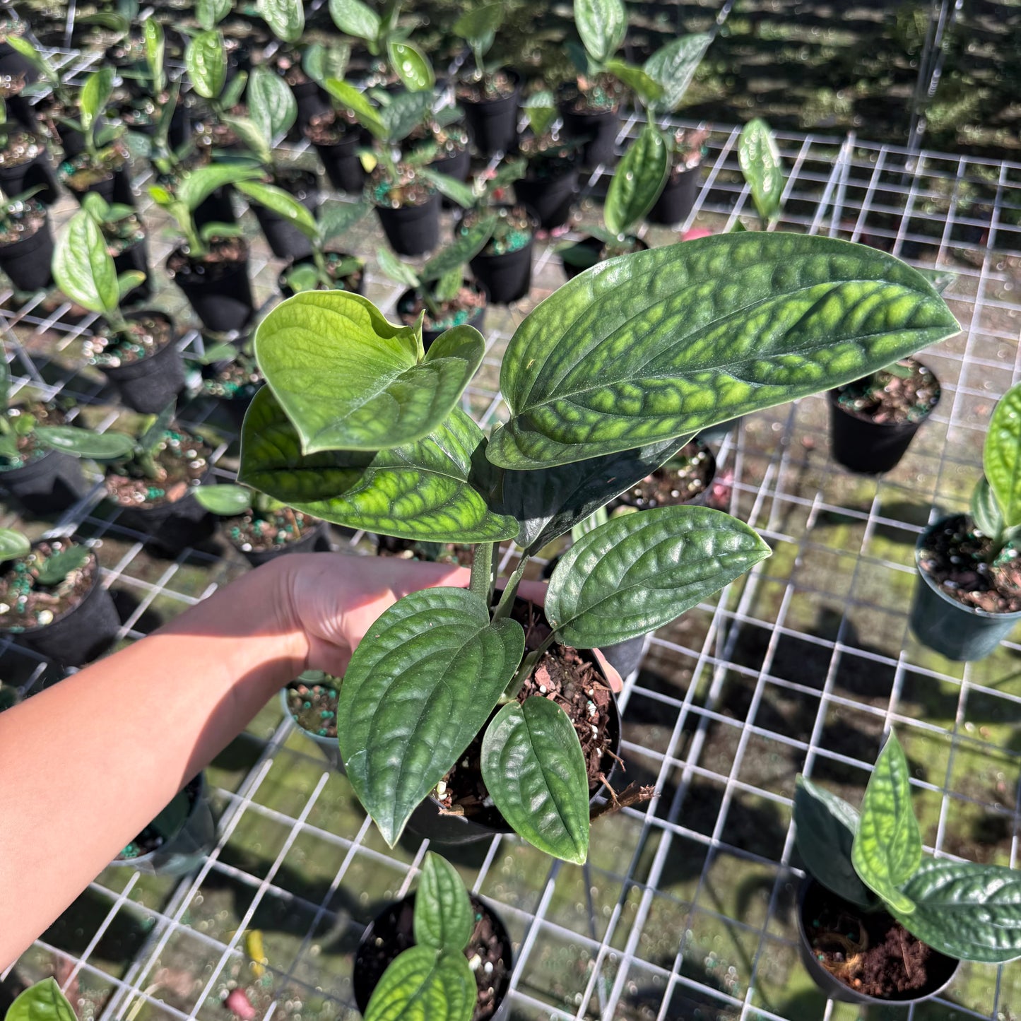 Monstera Peru