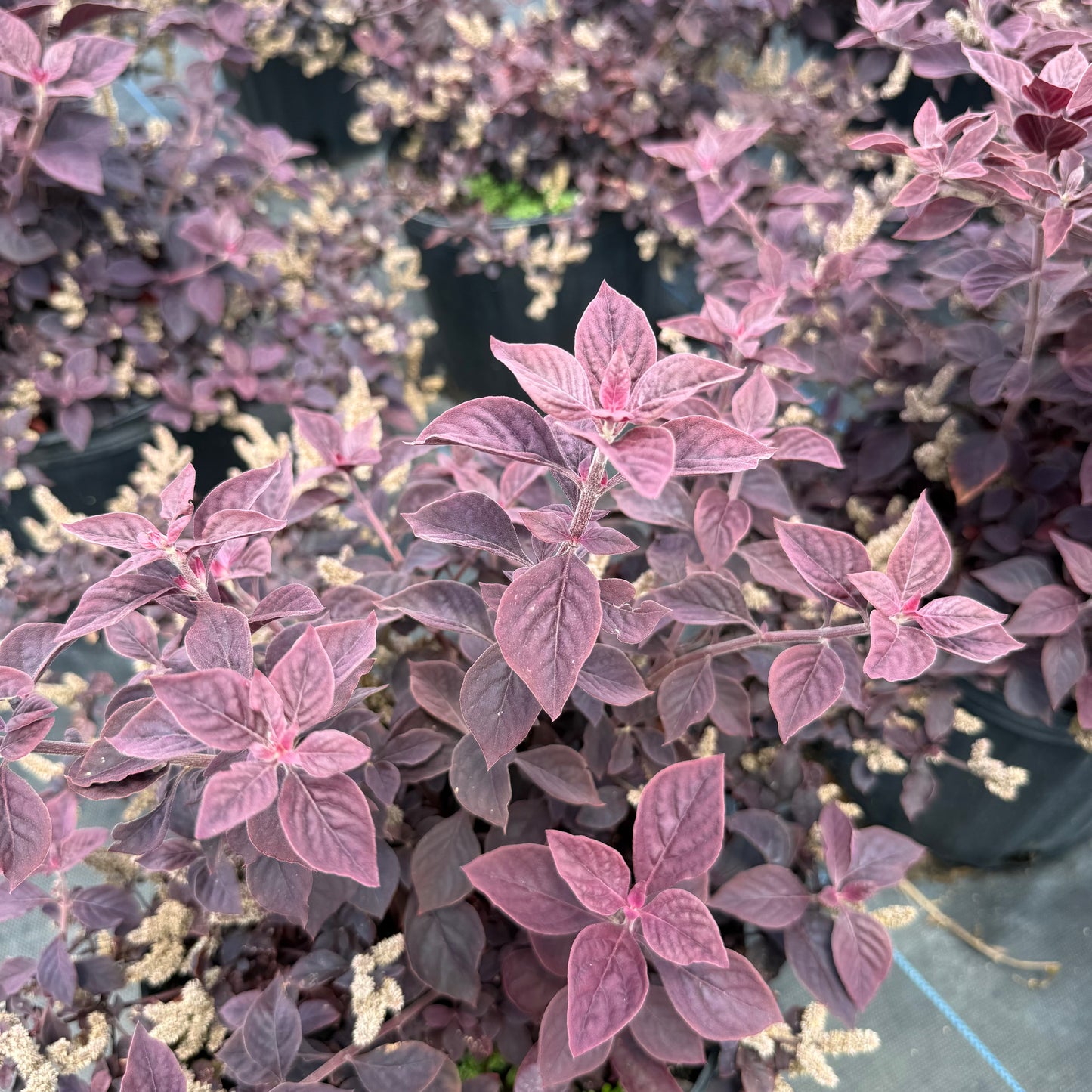 нов