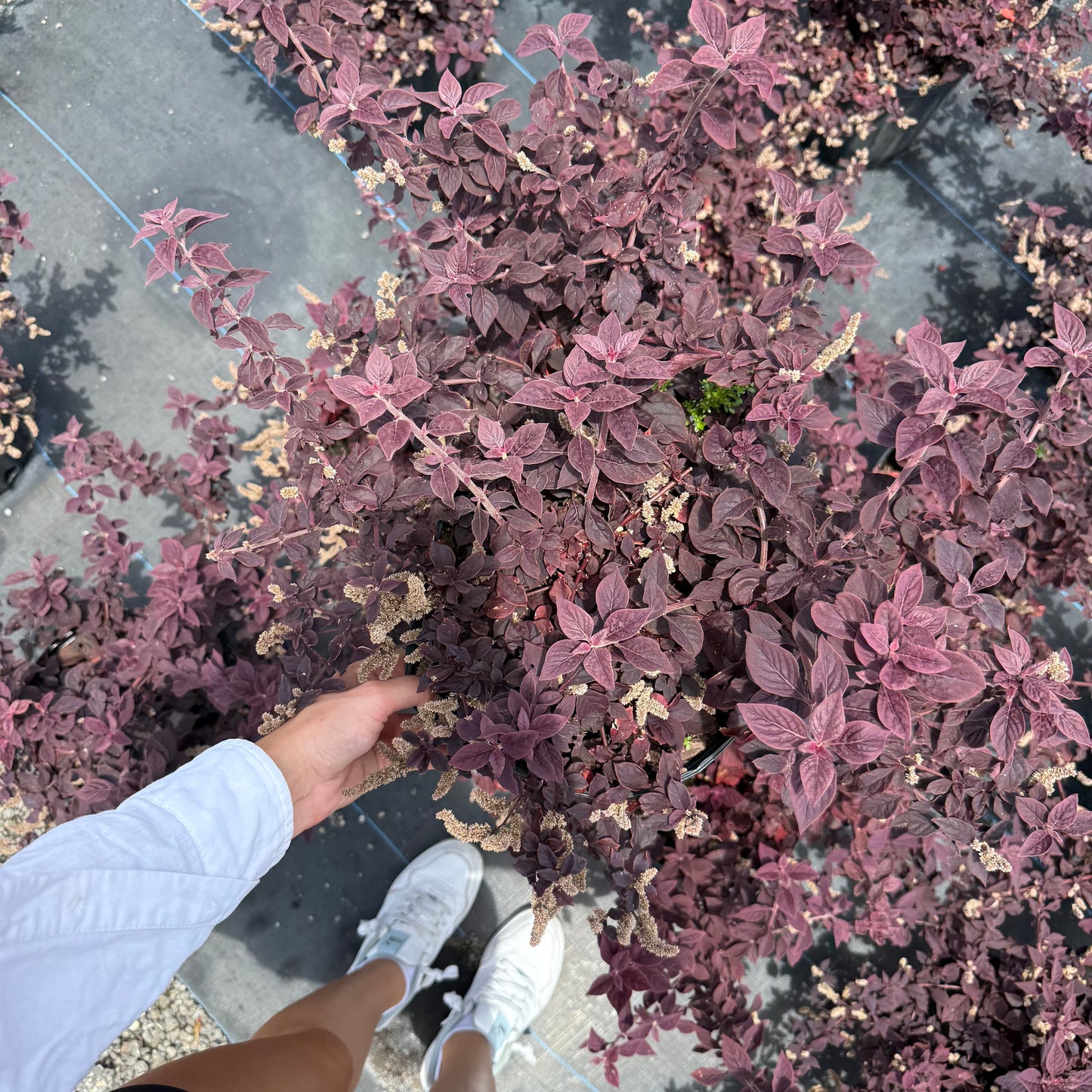 нов