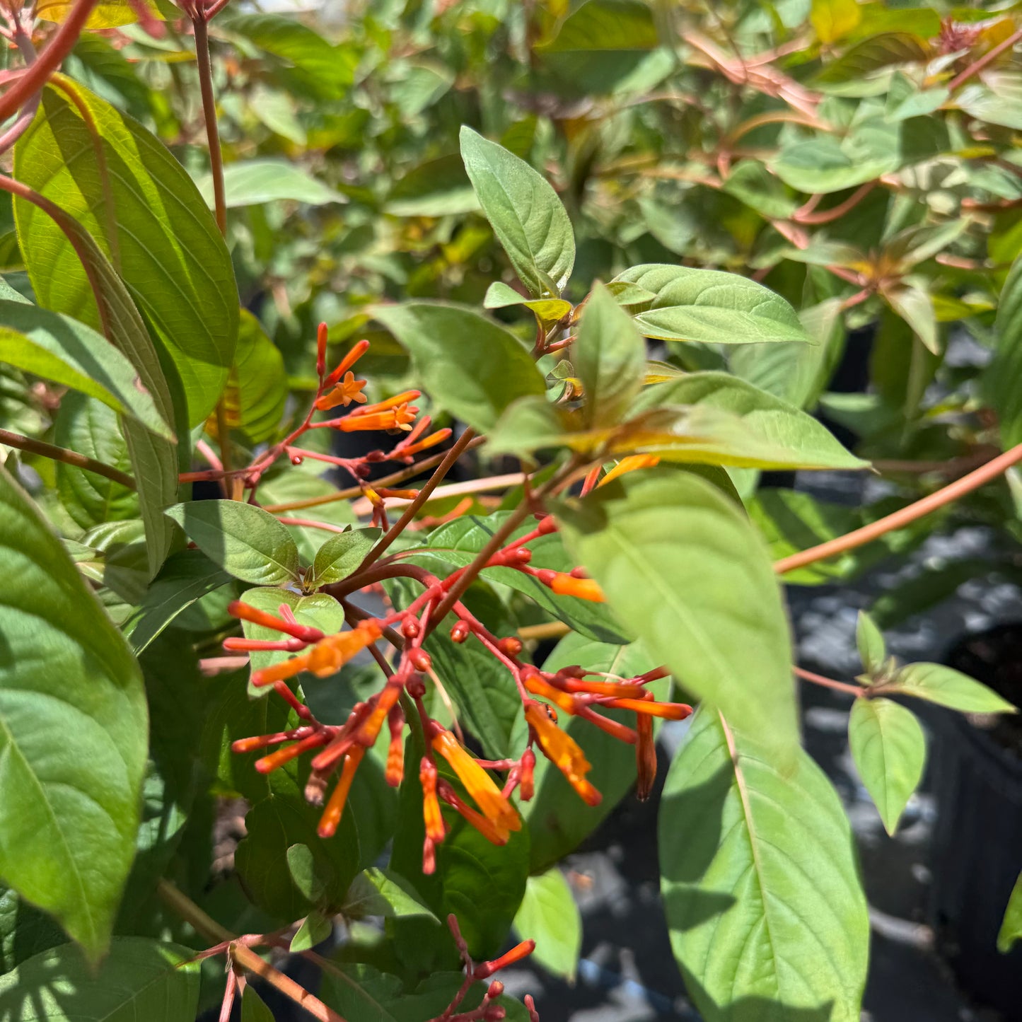 Firebush