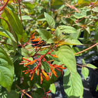 Firebush
