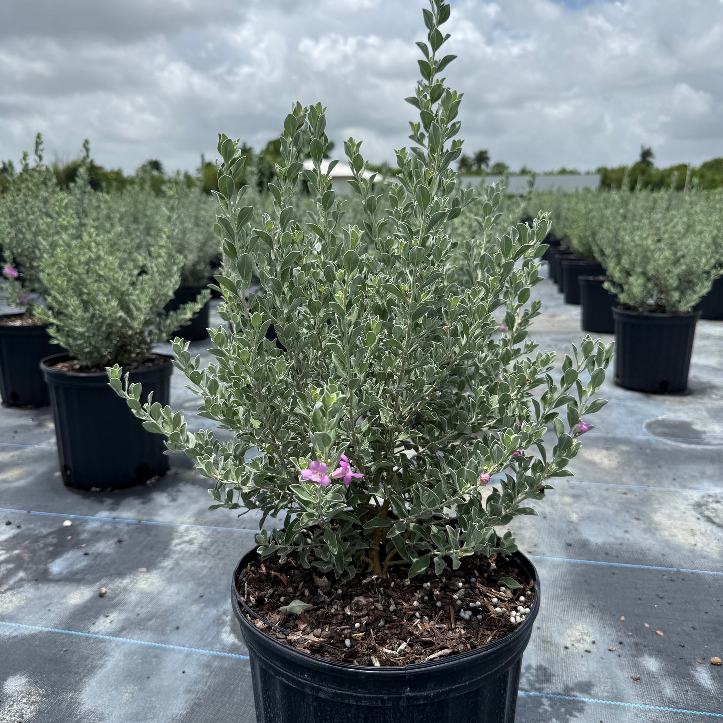Texas Sage