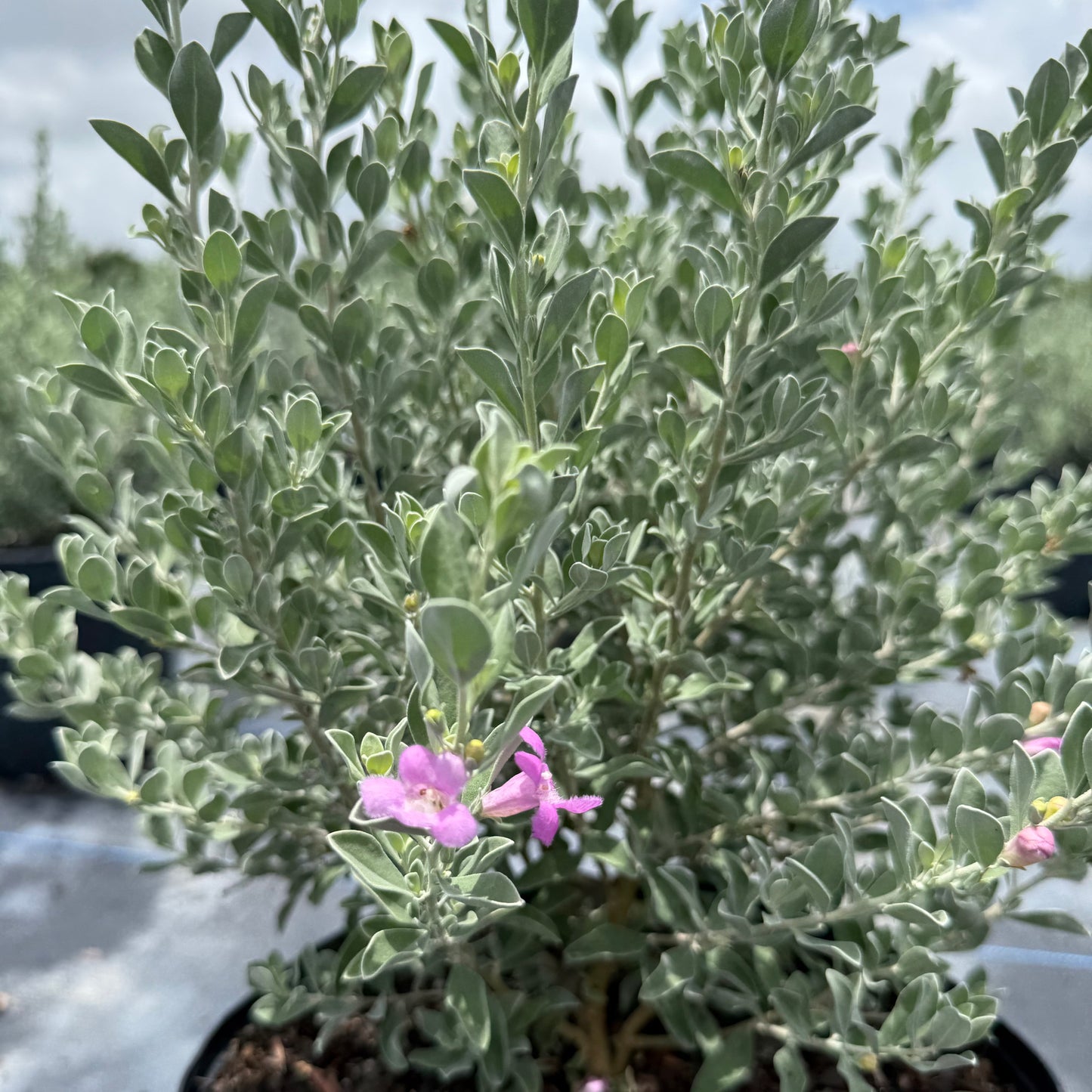 Texas Sage