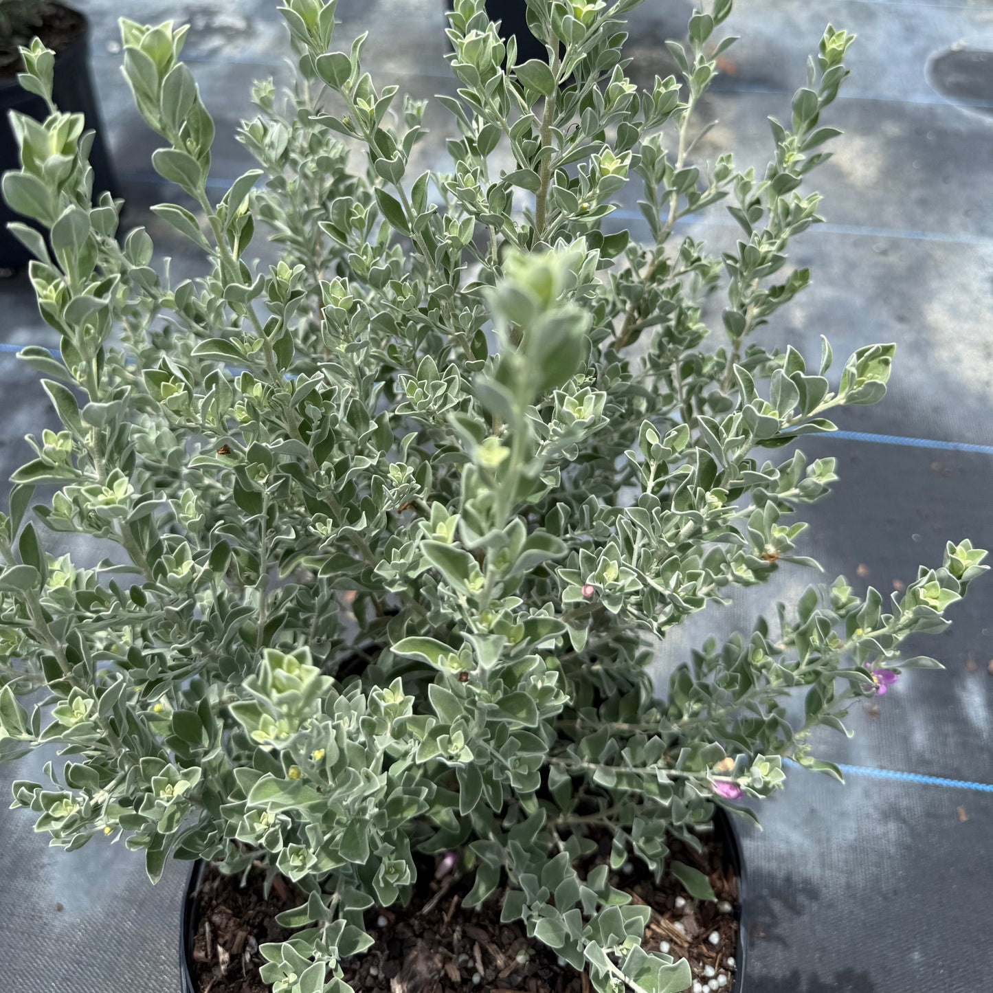 Texas Sage