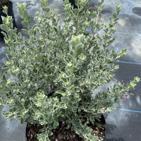 Texas Sage
