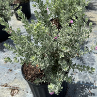 Texas Sage