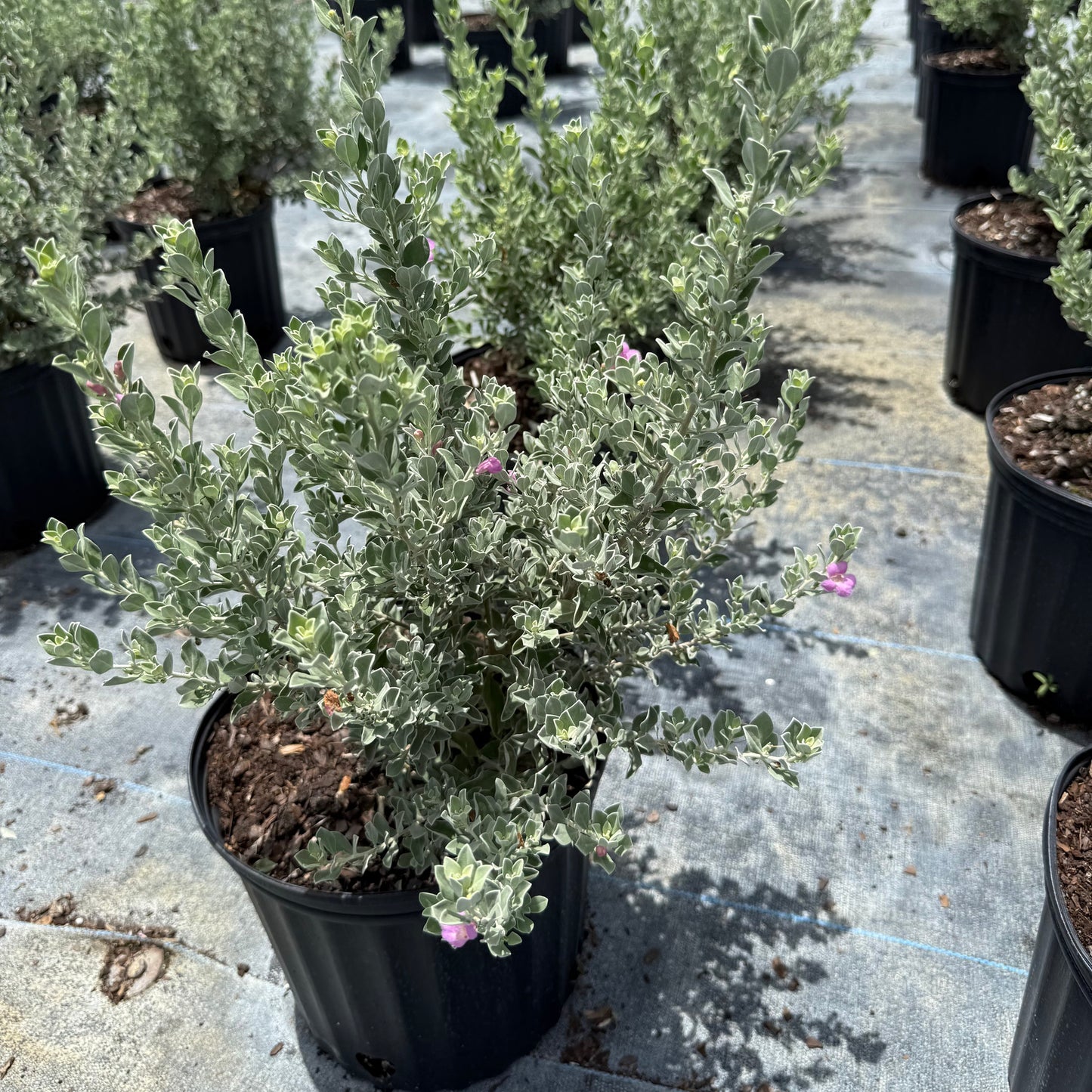 Texas Sage