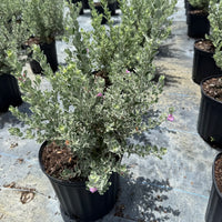 Texas Sage