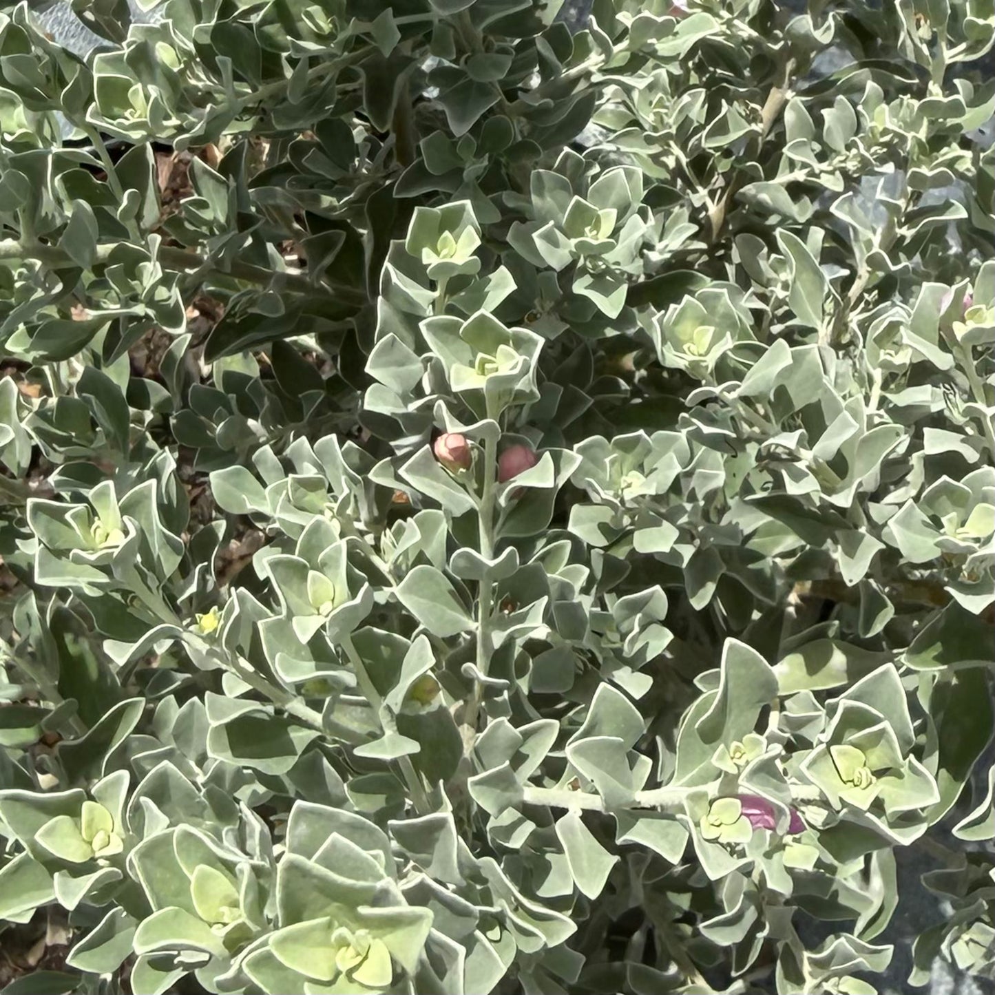 Texas Sage